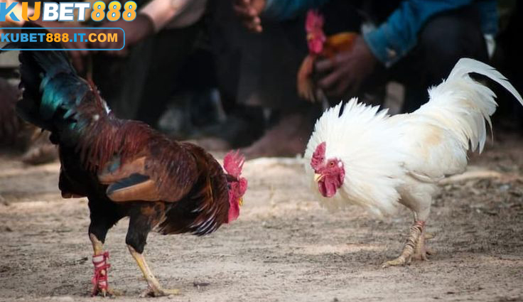 Đá gà kubet888 nói cảm xúc thăng hoa