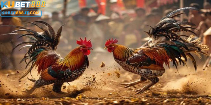 kubet888 sảnh đá gà kubet nơi bùng nổ cảm súc