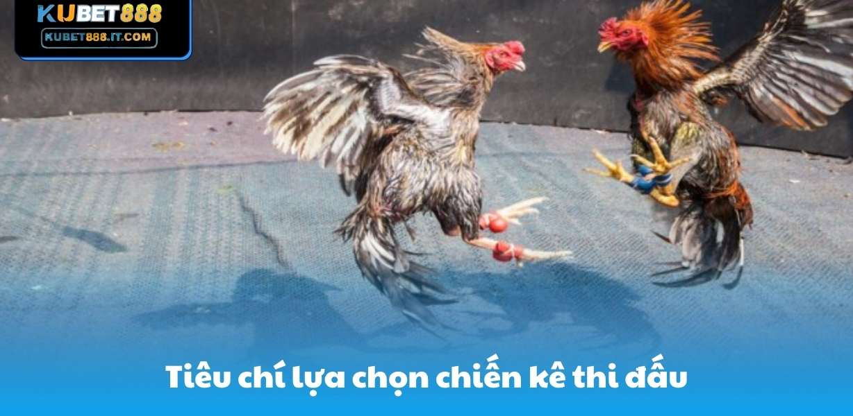 Tiêu chí lựa chọn chiến kê thi đấu