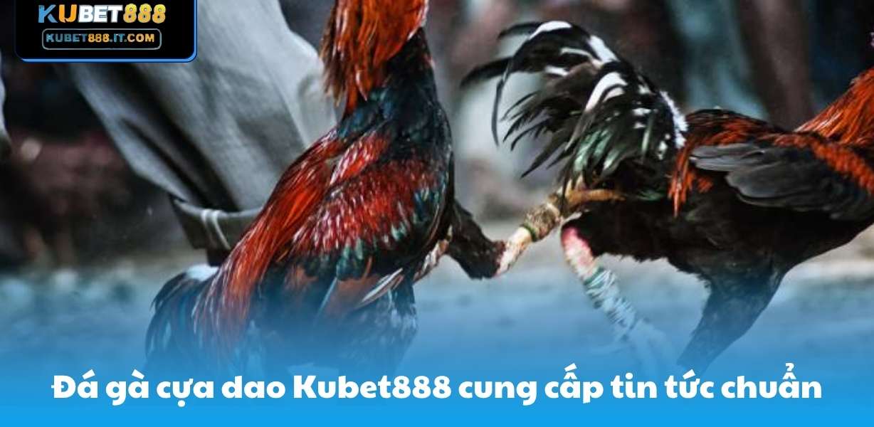 Đá gà cựa dao Kubet888 cung cấp tin tức chuẩn
