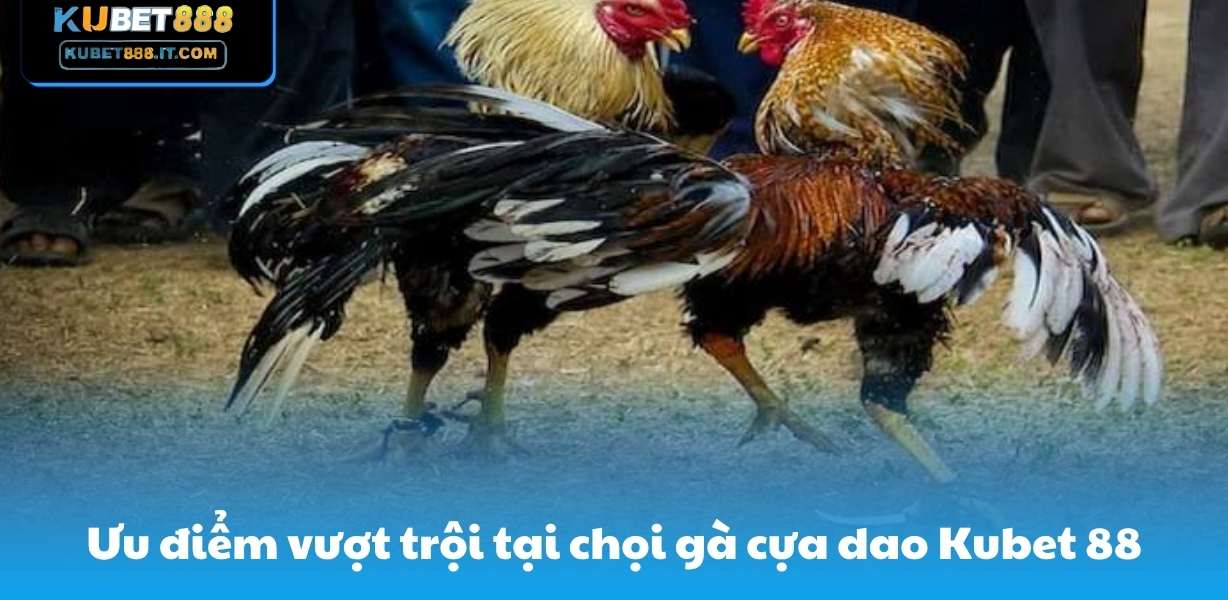Ưu điểm vượt trội tại chọi gà cựa dao Kubet 88