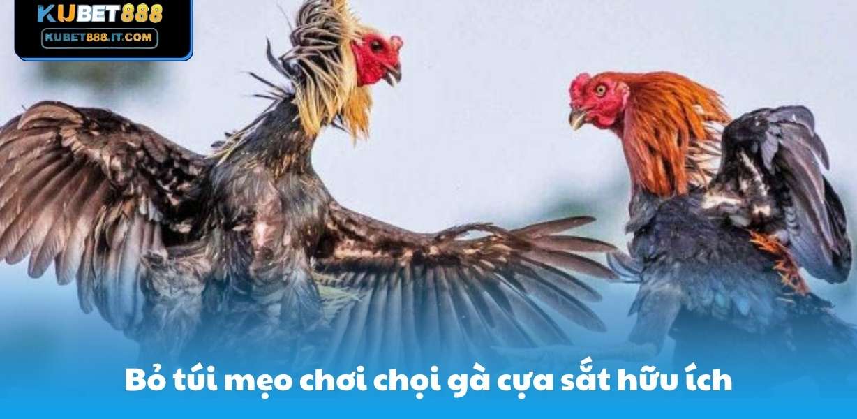 Bỏ túi mẹo chơi chọi gà cựa sắt hữu ích