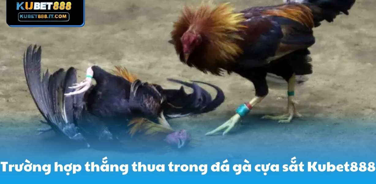 Trường hợp thắng thua trong đá gà cựa sắt Kubet888