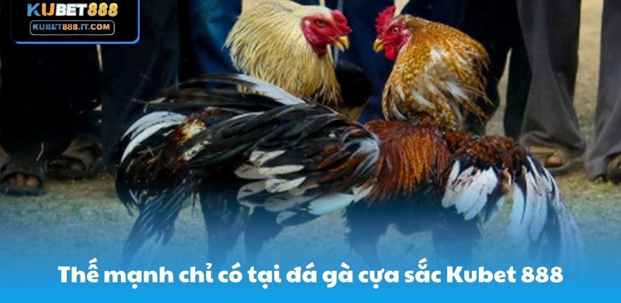 Thế mạnh chỉ có tại đá gà cựa sắc Kubet 888