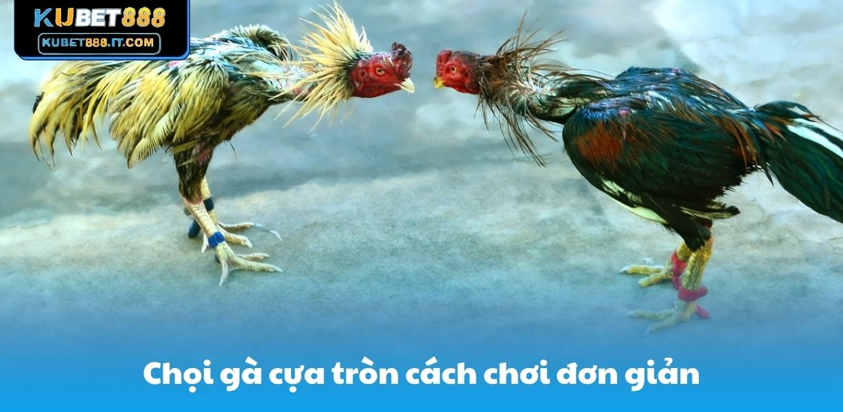 Chọi gà cựa tròn cách chơi đơn giản