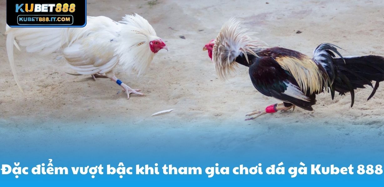 Đặc điểm vượt bậc khi tham gia chơi đá gà Kubet 888