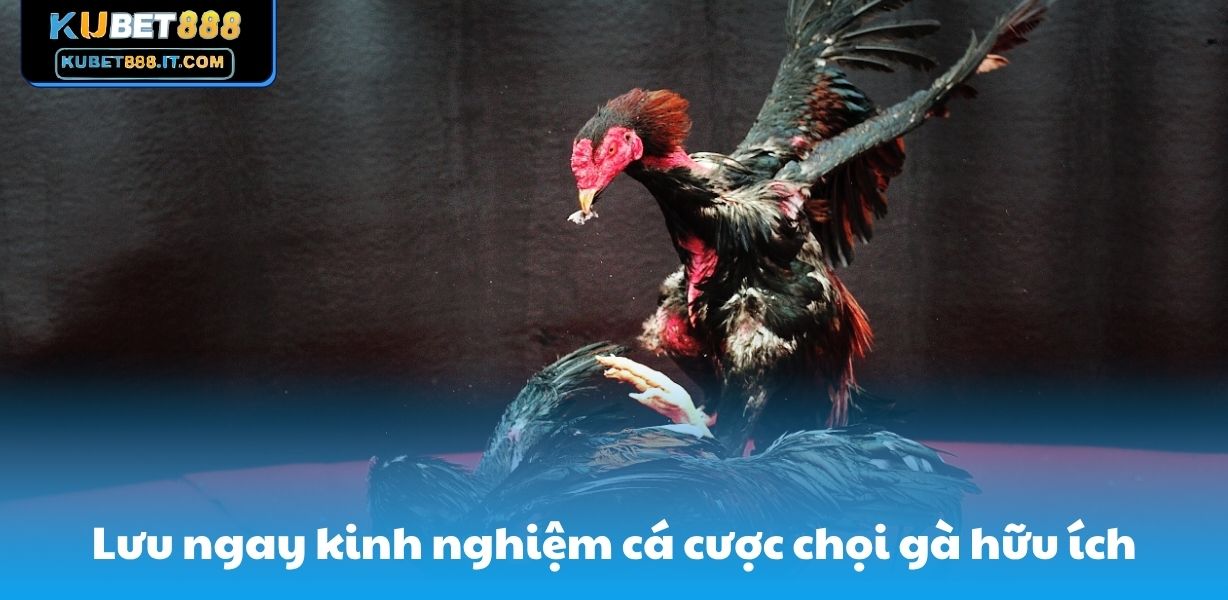 Lưu ngay kinh nghiệm cá cược chọi gà hữu ích