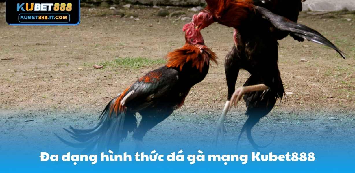 Đa dạng hình thức đá gà mạng Kubet888