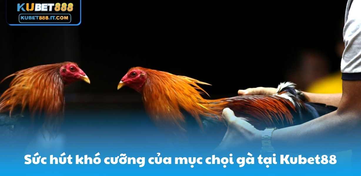 Sức hút khó cưỡng của mục chọi gà tại Kubet88