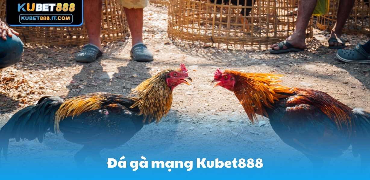 Đá Gà Mạng Kubet888 - Sân Chơi Đỉnh Cao Dành Cho Sư Kê