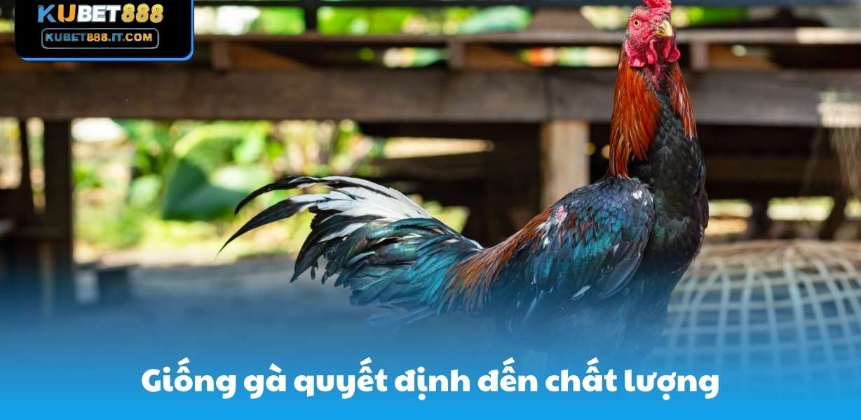 Kubet888 Giống gà quyết định đến chất lượng