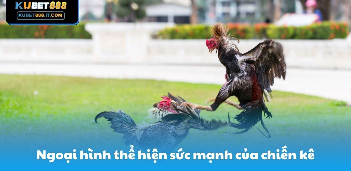 Kubet888 Ngoại hình thể hiện sức mạnh của chiến kê