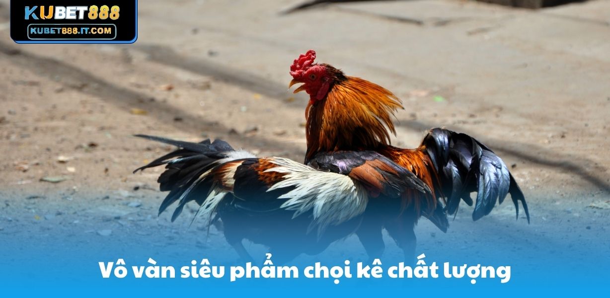 Vô vàn siêu phẩm chọi kê chất lượng