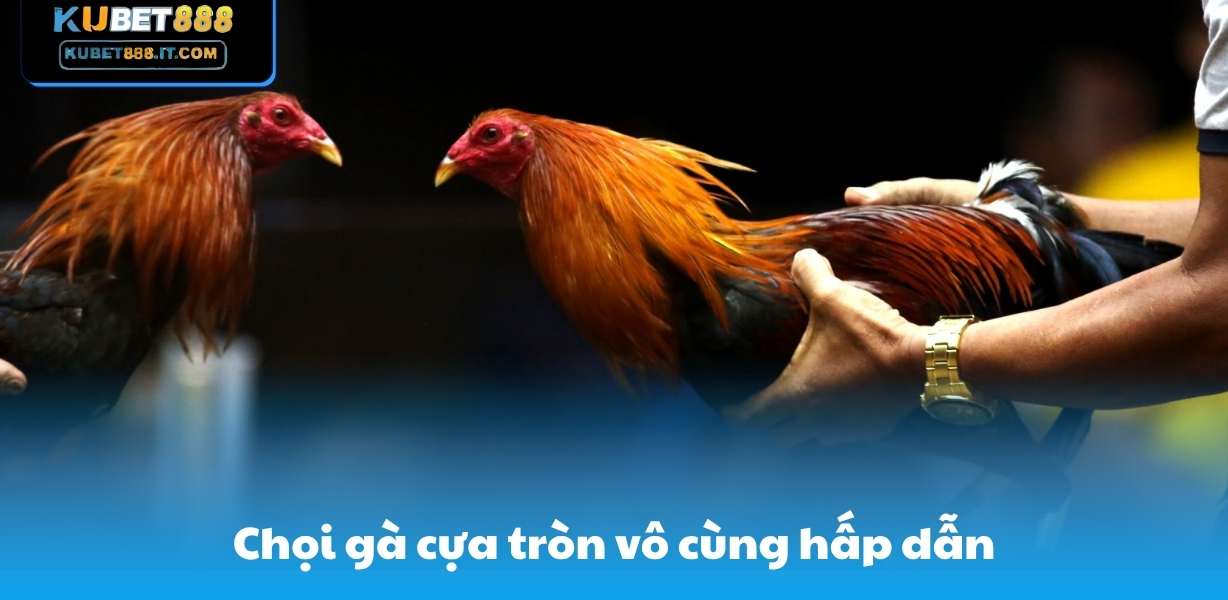 Kubet888 Chọi gà cựa tròn vô cùng hấp dẫn
