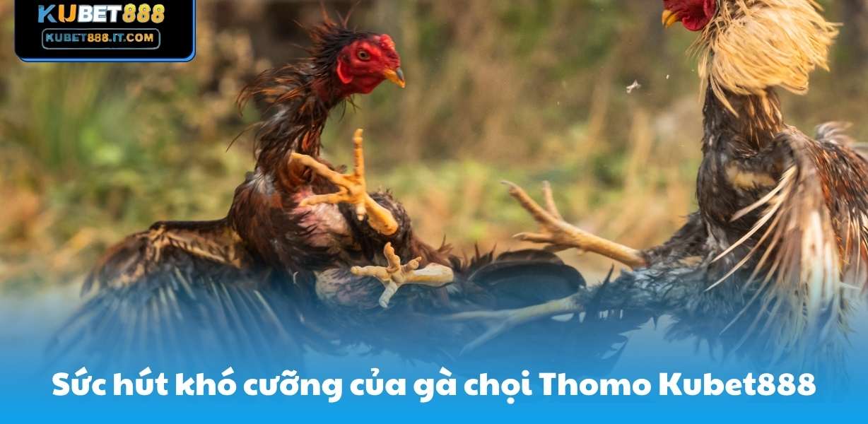 Sức hút khó cưỡng của gà chọi Thomo Kubet888