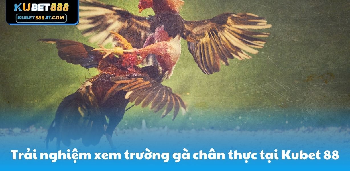 Trải nghiệm xem trường gà chân thực tại Kubet 88